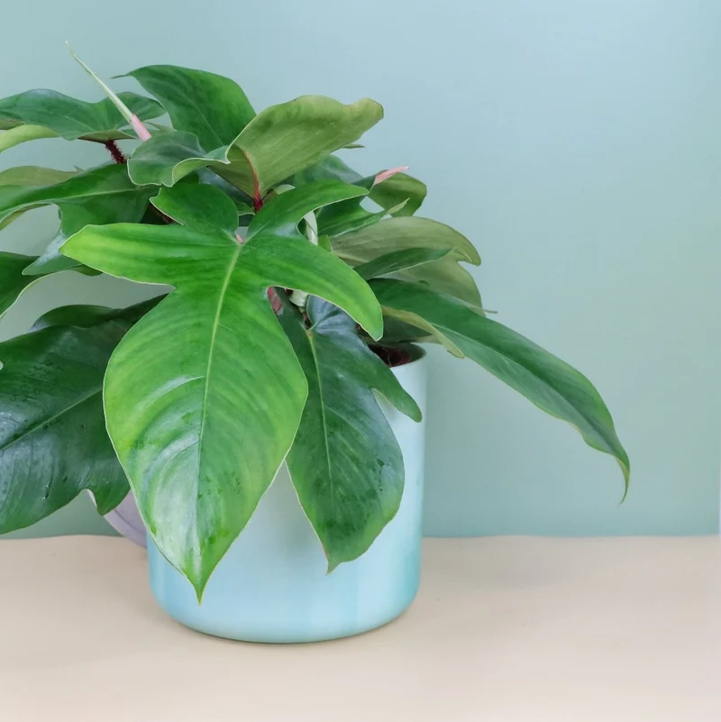 PHILODENDRON SQUAMIFERUM
