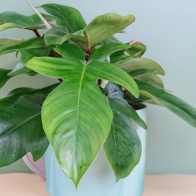 PHILODENDRON SQUAMIFERUM