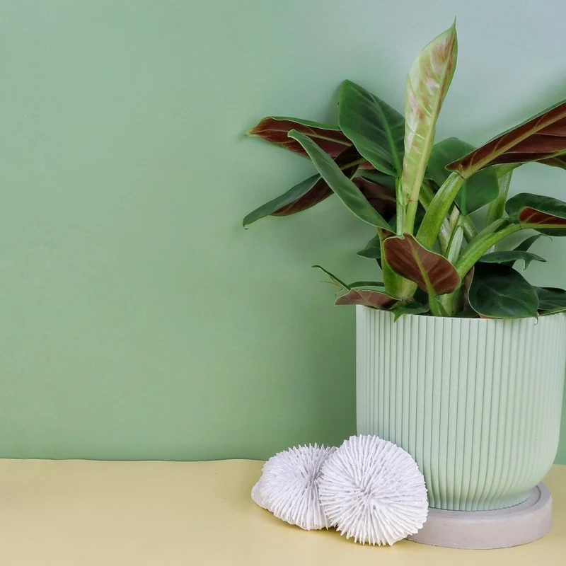 PHILODENDRON SUBHASTATUM