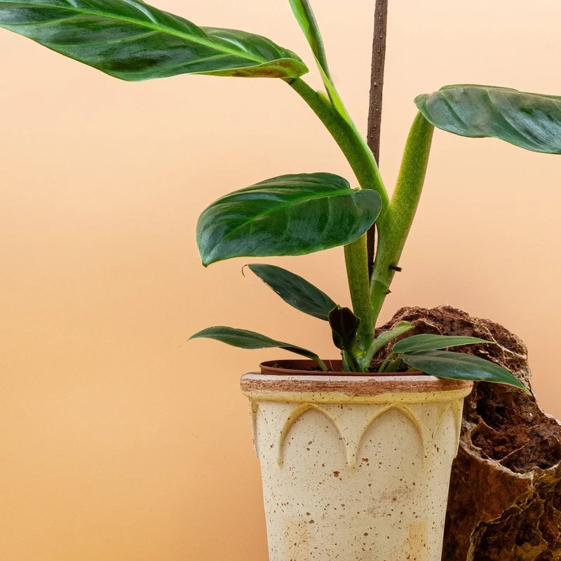 PHILODENDRON SUBHASTATUM