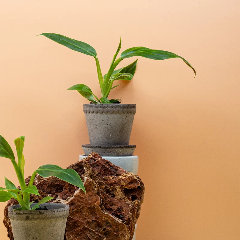 PHILODENDRON SUBHASTATUM