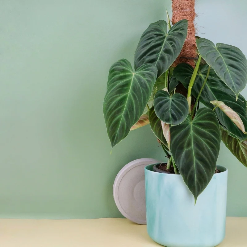 PHILODENDRON SPLENDID