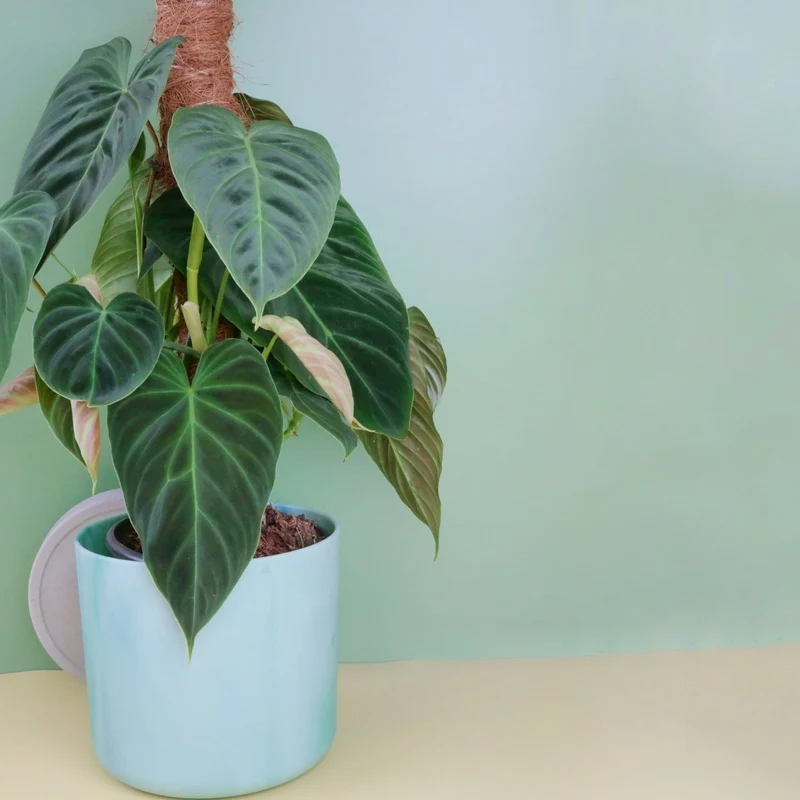 PHILODENDRON SPLENDID