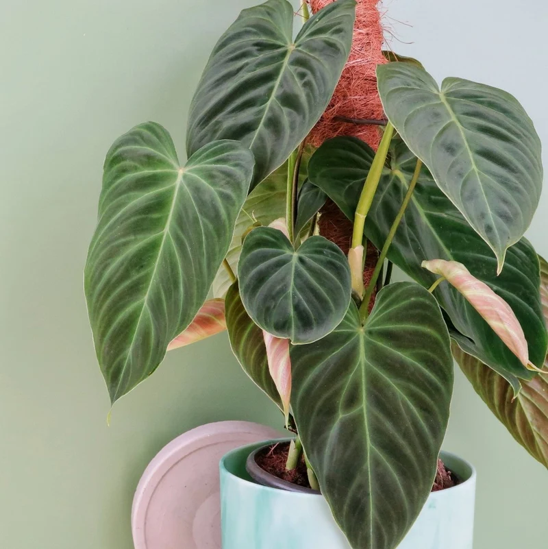 PHILODENDRON SPLENDID
