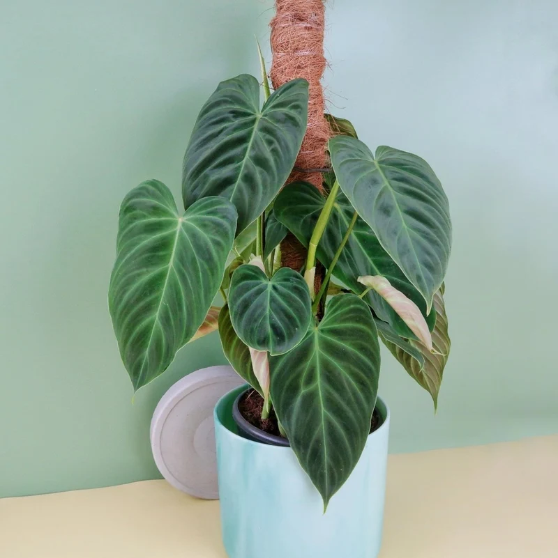 PHILODENDRON SPLENDID
