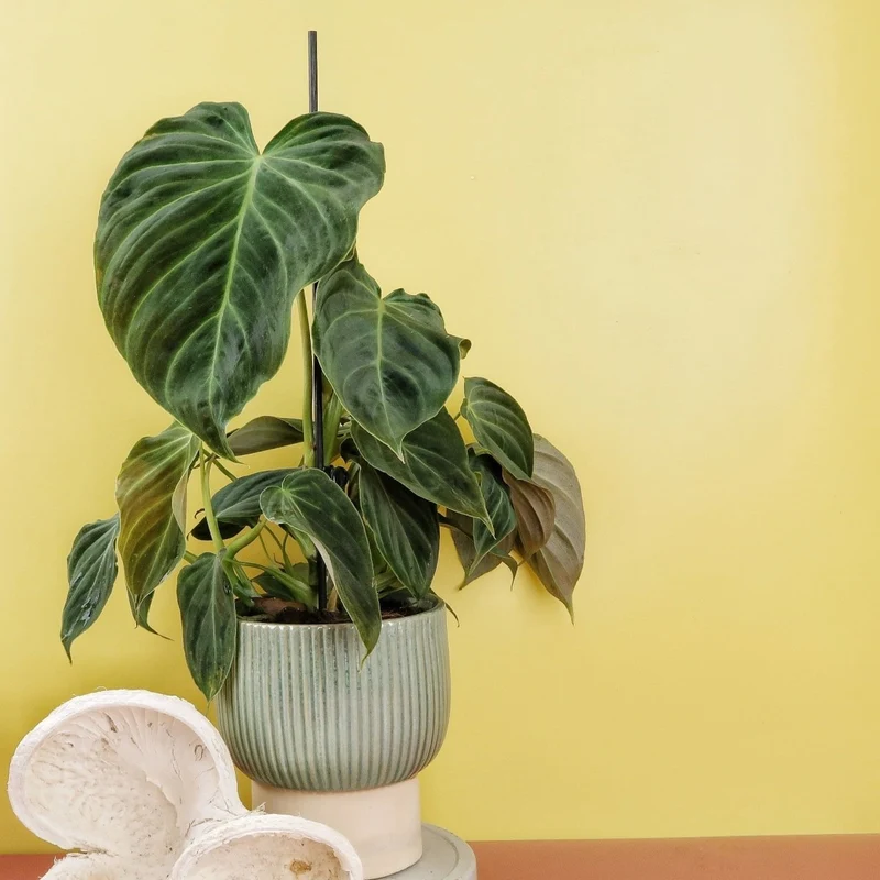 PHILODENDRON SPLENDID
