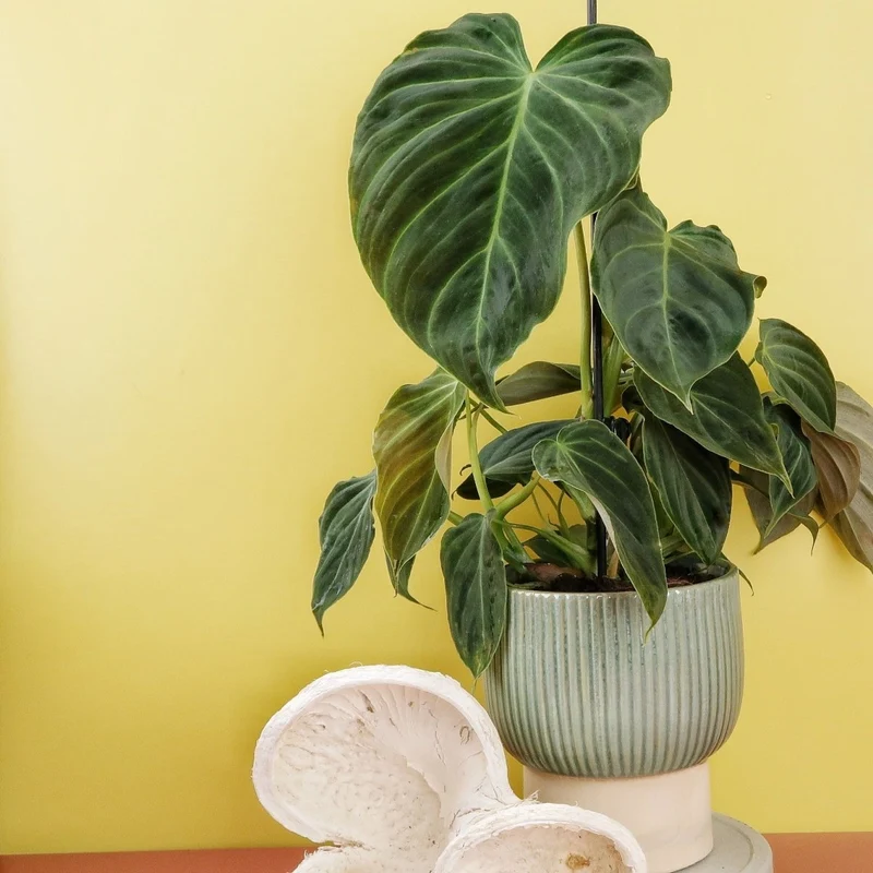 PHILODENDRON SPLENDID