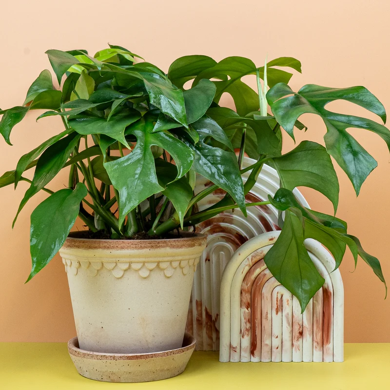 MONSTERA MINIMA