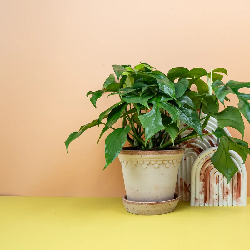 MONSTERA MINIMA