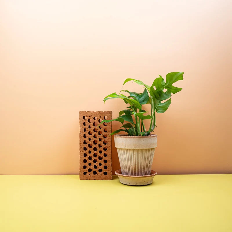 MONSTERA MINIMA