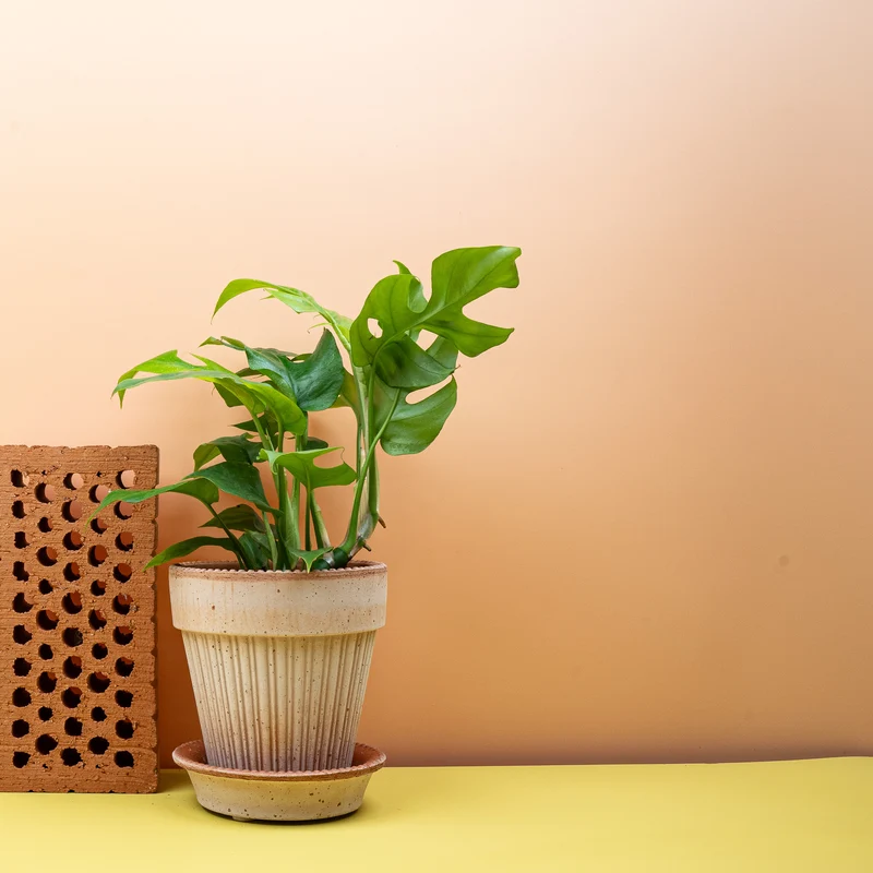 MONSTERA MINIMA