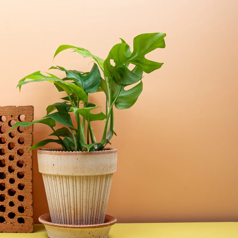 MONSTERA MINIMA