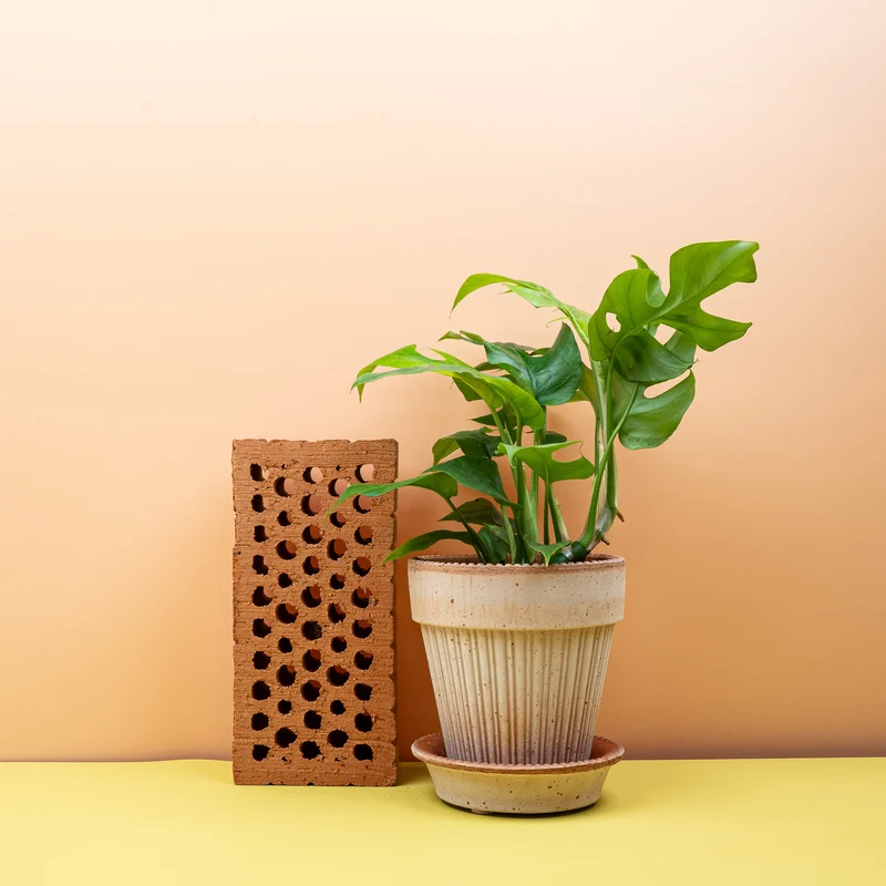 MONSTERA MINIMA