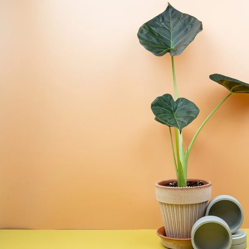 ALOCASIA REGAL SHIELD