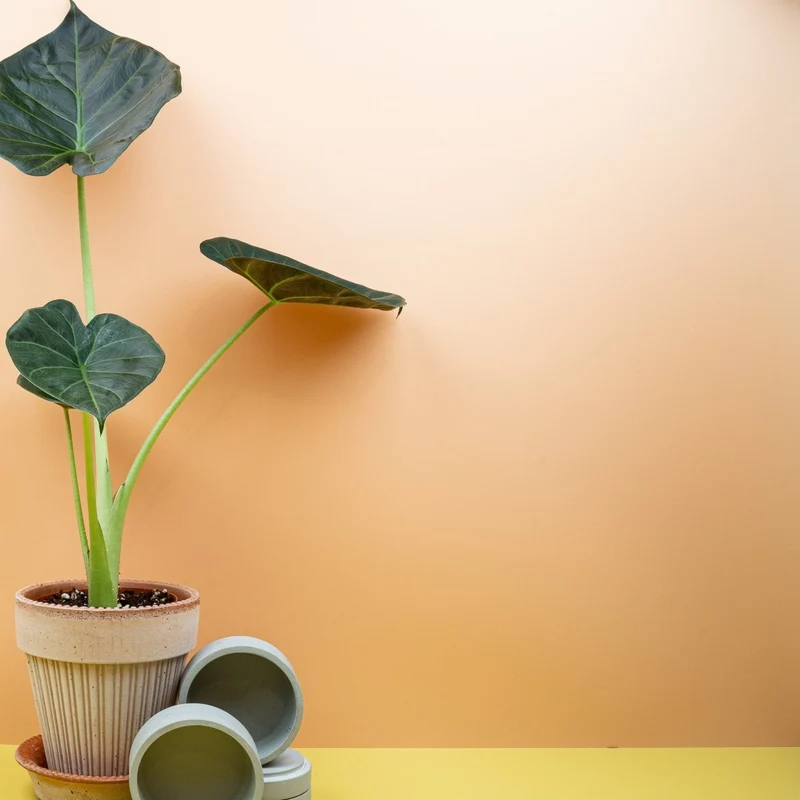ALOCASIA REGAL SHIELD
