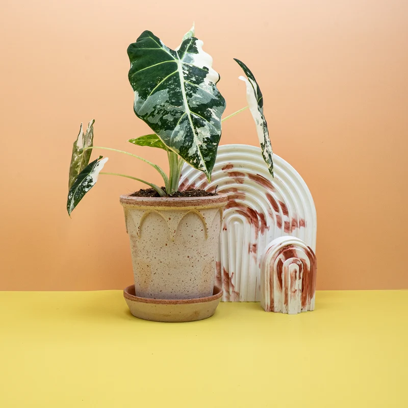 ALOCASIA FRYDEK VARIEGATA