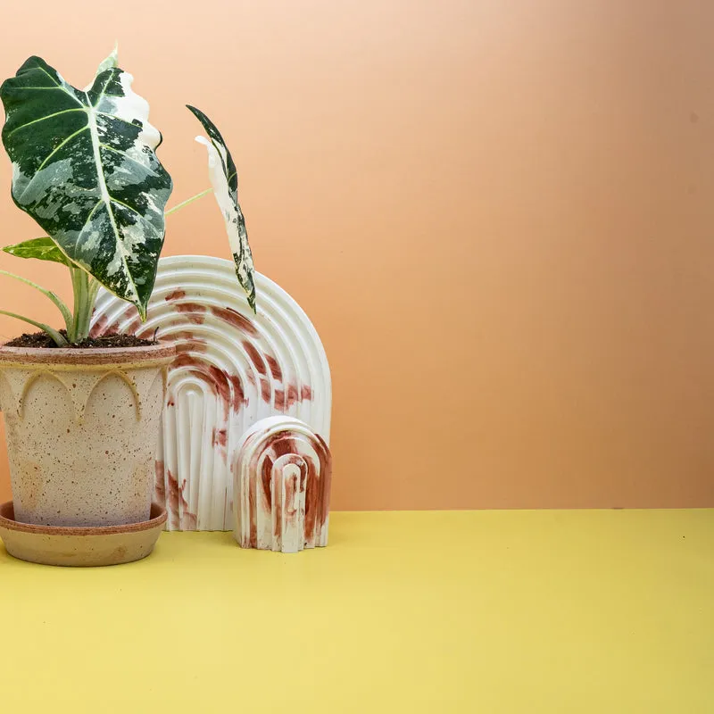 ALOCASIA FRYDEK VARIEGATA