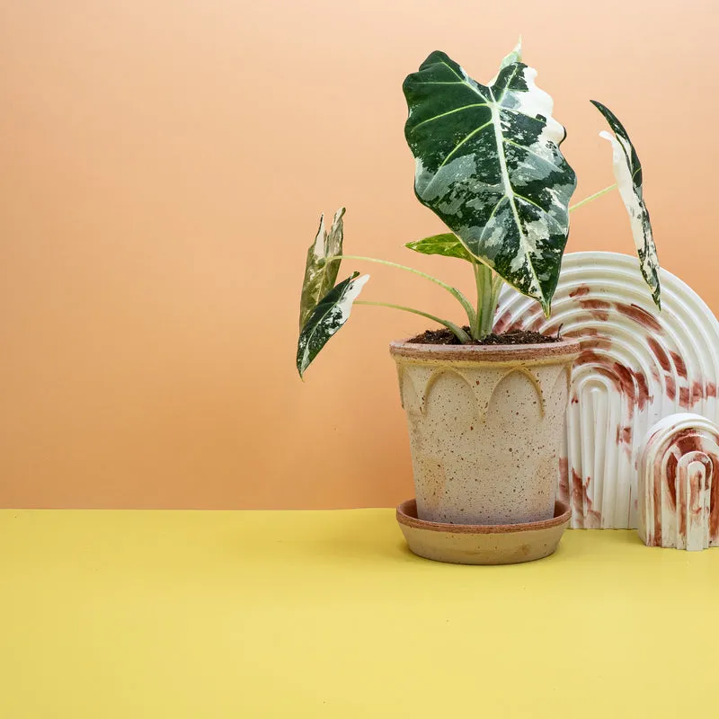 ALOCASIA FRYDEK VARIEGATA