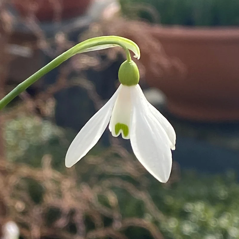 Galanthus woronowii - Woronow-Schneeglöckchen