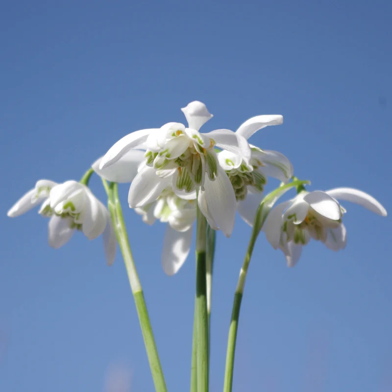 Galanthus nivalis 'Flore Pleno' - Gefülltes Schneeglöckchen