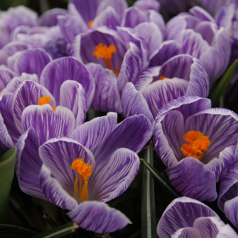 Crocus vernus 'Pickwick' - Großblütiger-Krokus
