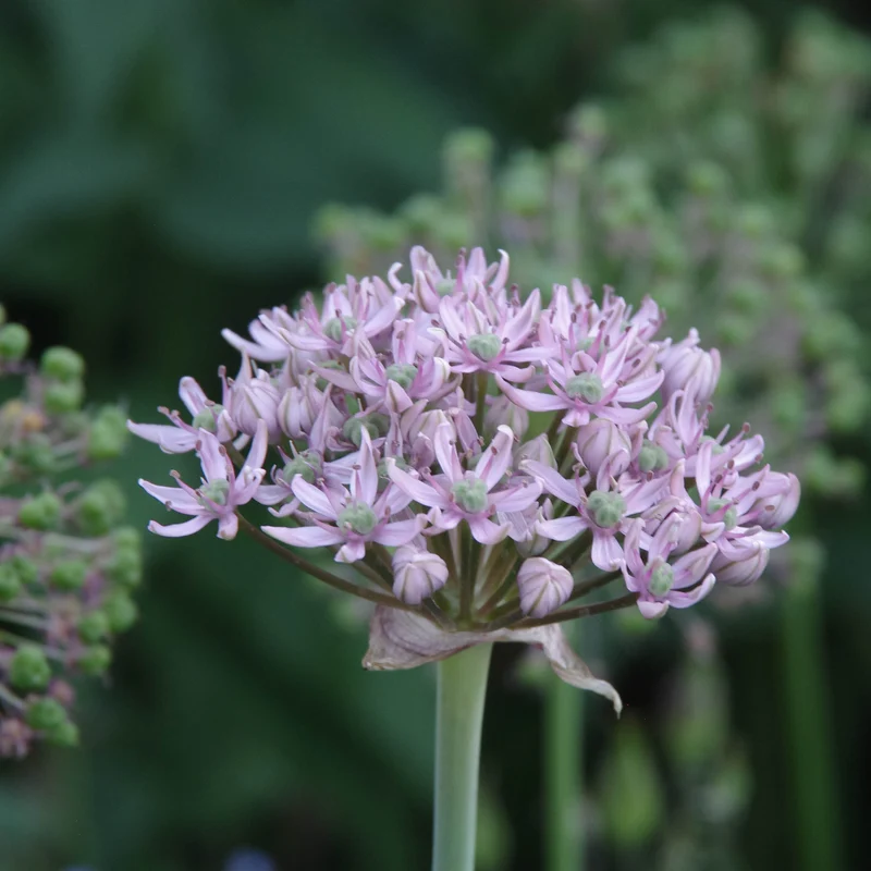 Allium 'Pink Jewel' - Zierlauch