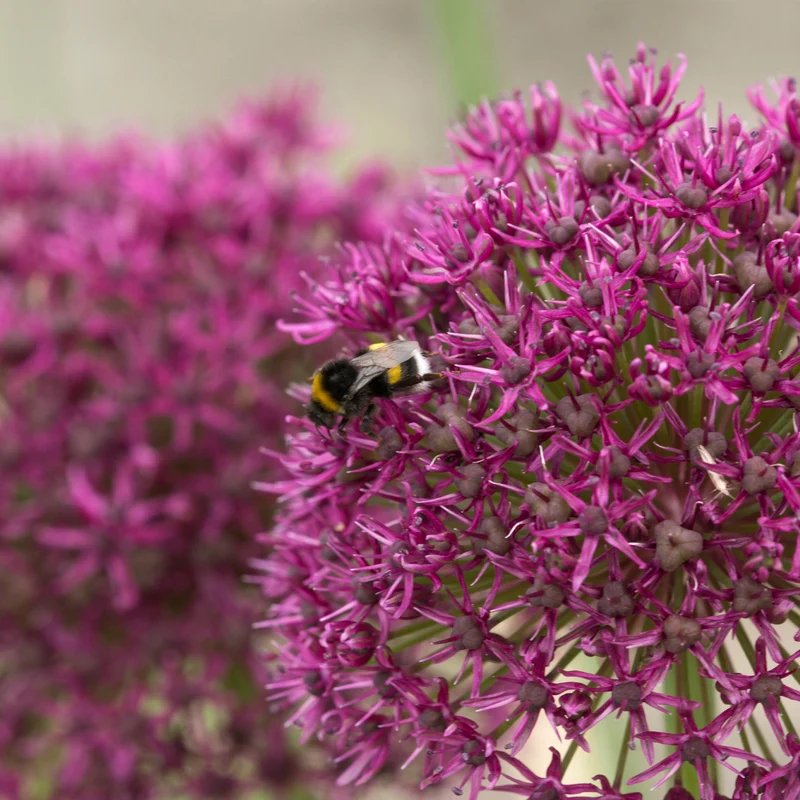 Allium 'Ostara' - Zierlauch