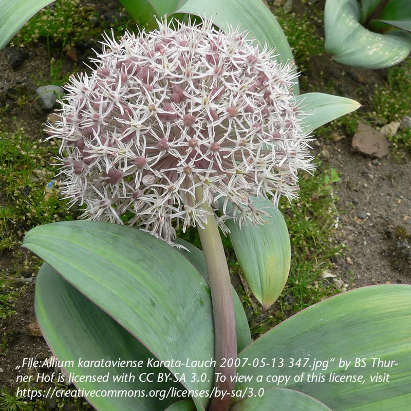 Allium karataviense - Blauzungen-Lauch