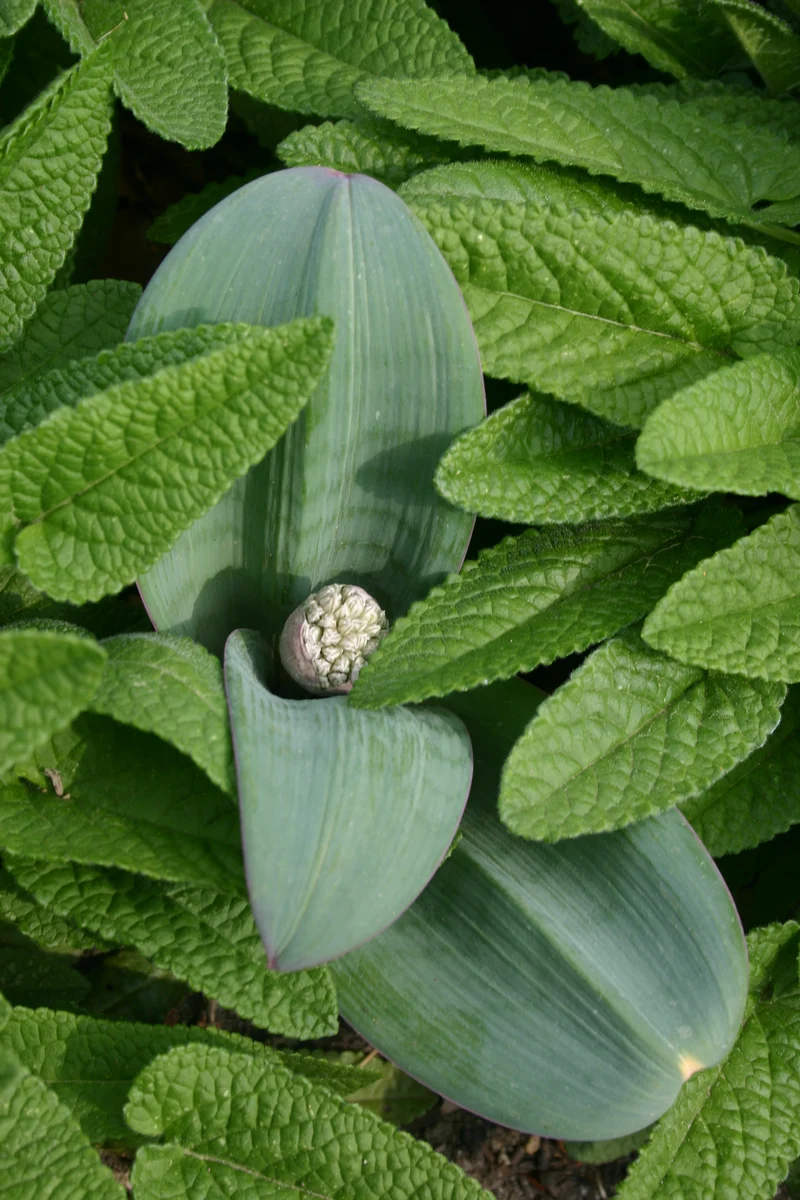 Allium karataviense - Blauzungen-Lauch