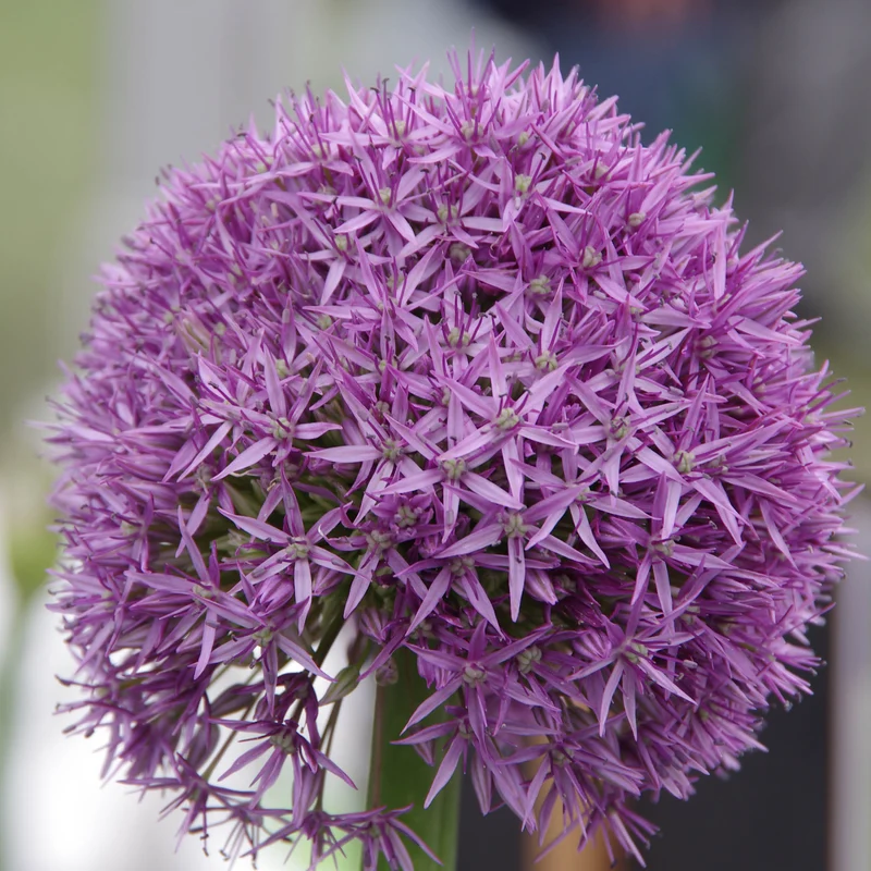 Allium 'Globemaster' - Riesen-lauch