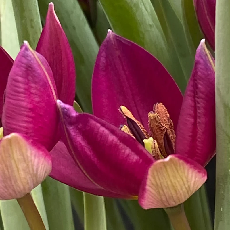 Tulipa humilis 'Persian Pearl' - Zwerg-Tulpe