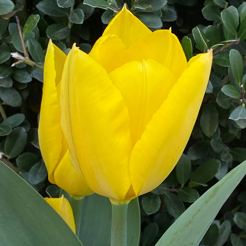 Tulipa 'Golden Purissima' - Fosteriana Tulpe