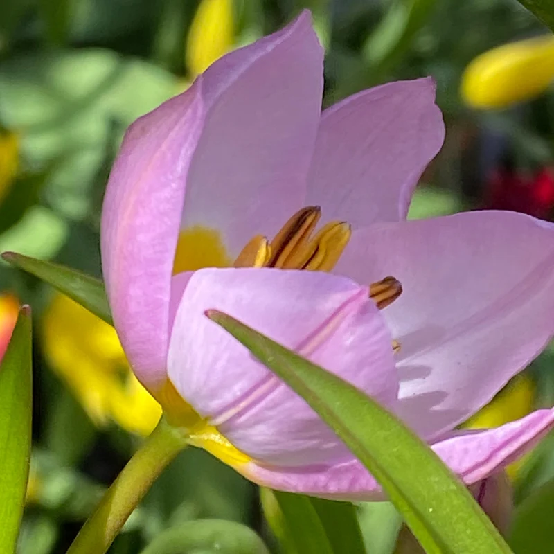 Tulipa bakeri 'Lilac Wonder' - Felsen-Tulpe