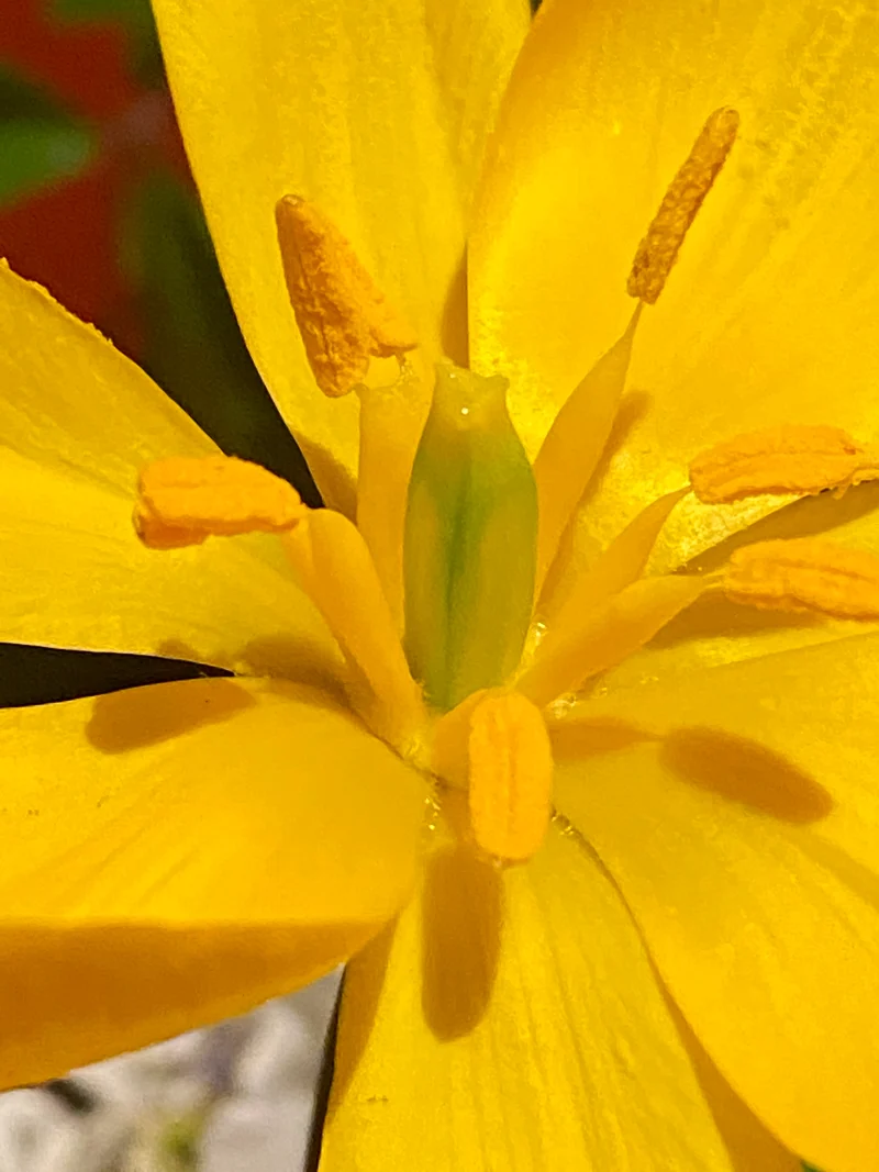 Tulipa sylvestris - Weinberg-Tulpe