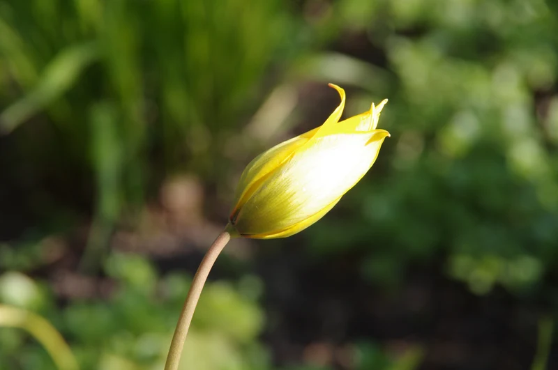 Tulipa sylvestris - Weinberg-Tulpe