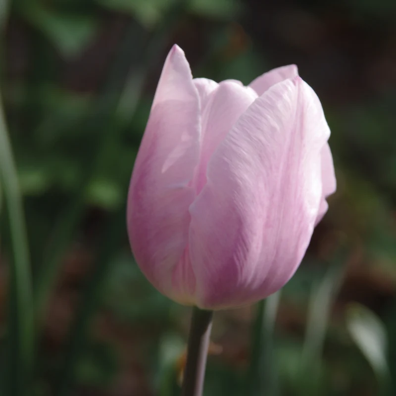 Tulipa 'Silver Cloud' - Triumph-Tulpe