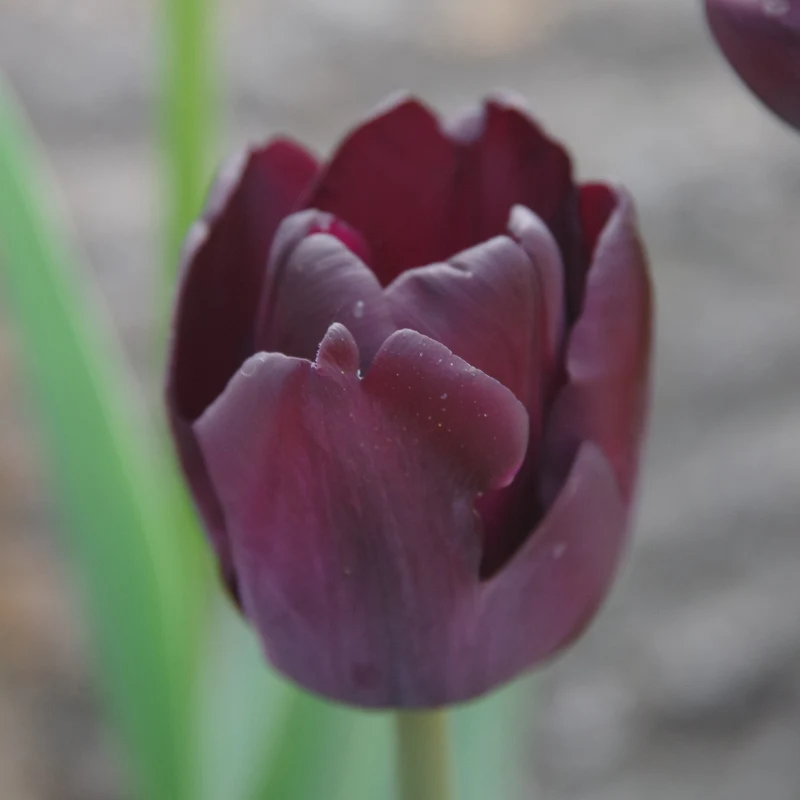 Tulipa 'Ronaldo' - Triumph-Tulpe