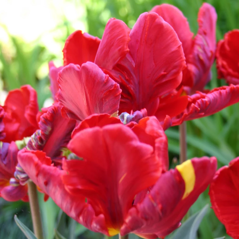 Tulipa 'Rococco' - Papageien-Tulpe