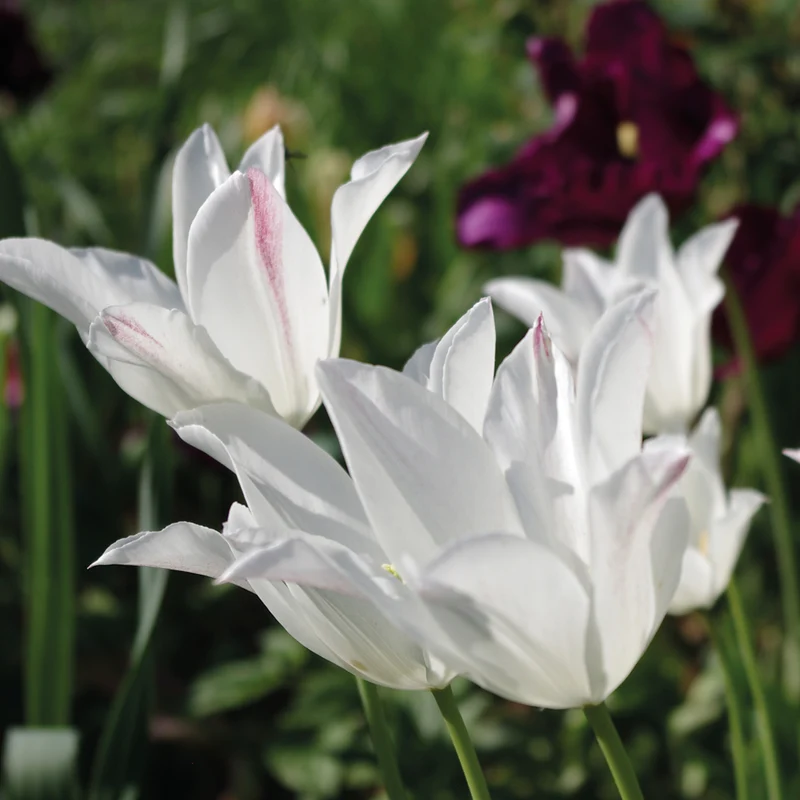 Tulipa 'Purissima' - Fosteriana-Tulpe