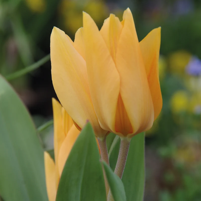 Tulipa praestans 'Shogun' - Mehrblütige Wildtulpe