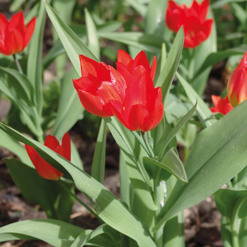 Tulipa praestans 'Fusilier' - Mehrblütige Wildtulpe