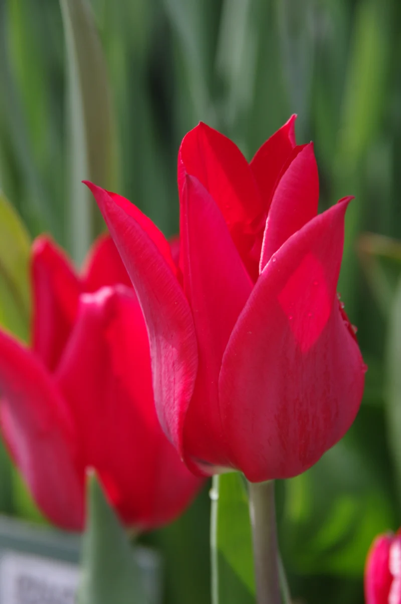 Tulipa 'Pieter de Leur' - Lilienblütige Tulpe