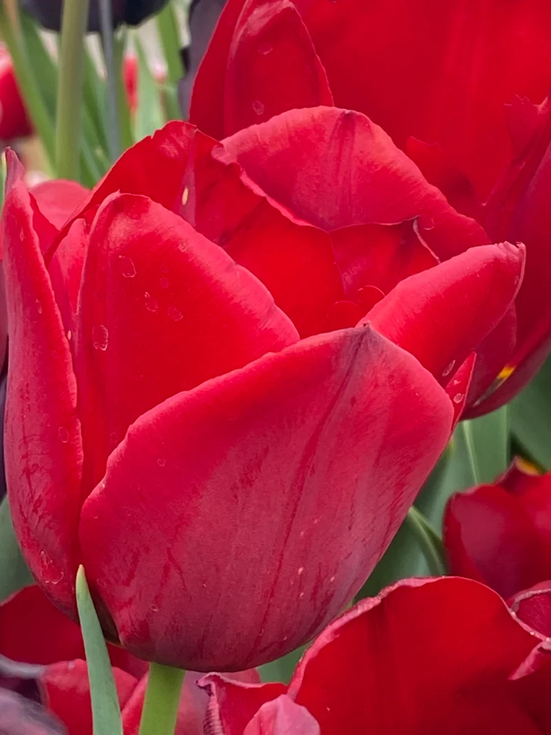 Tulipa 'Pallada' - Triumph-Tulpe