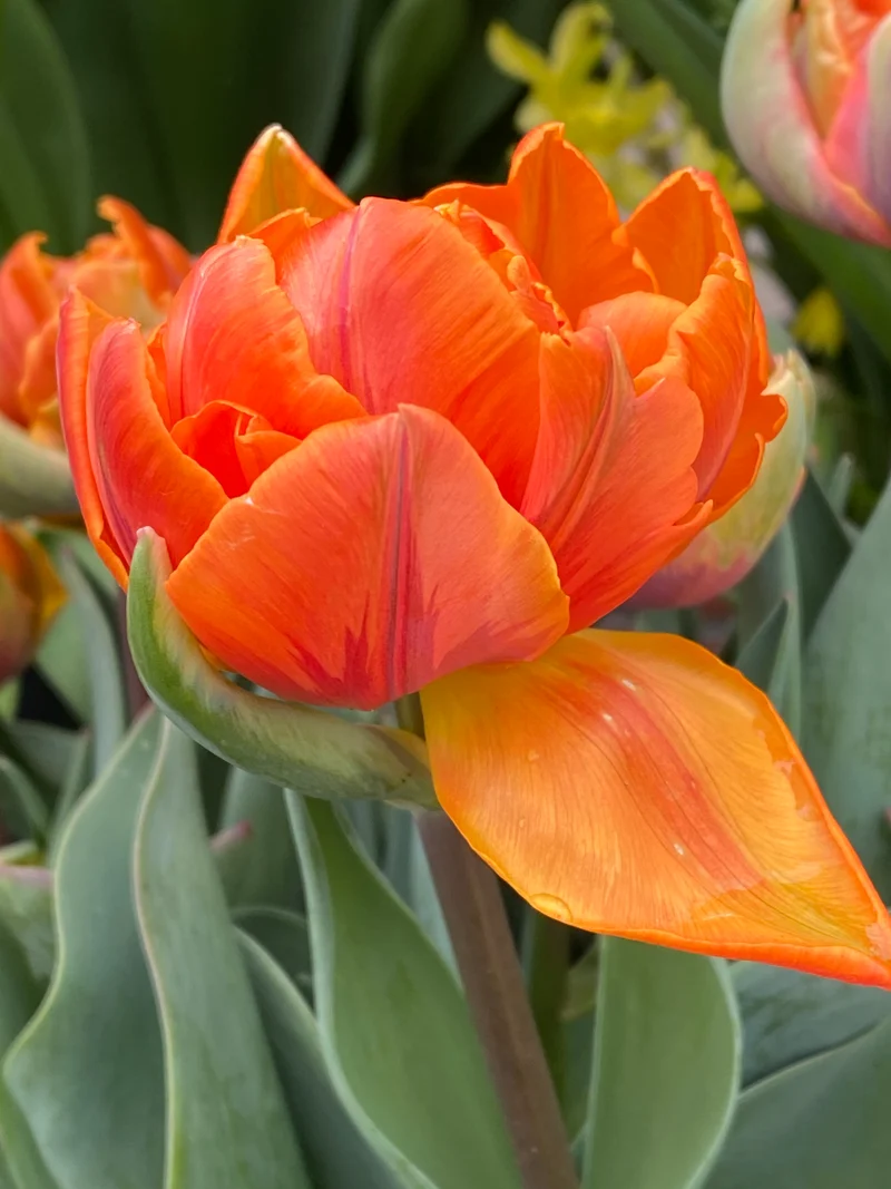 Tulipa 'Orange Princess' - Gefüllte späte Tulpe