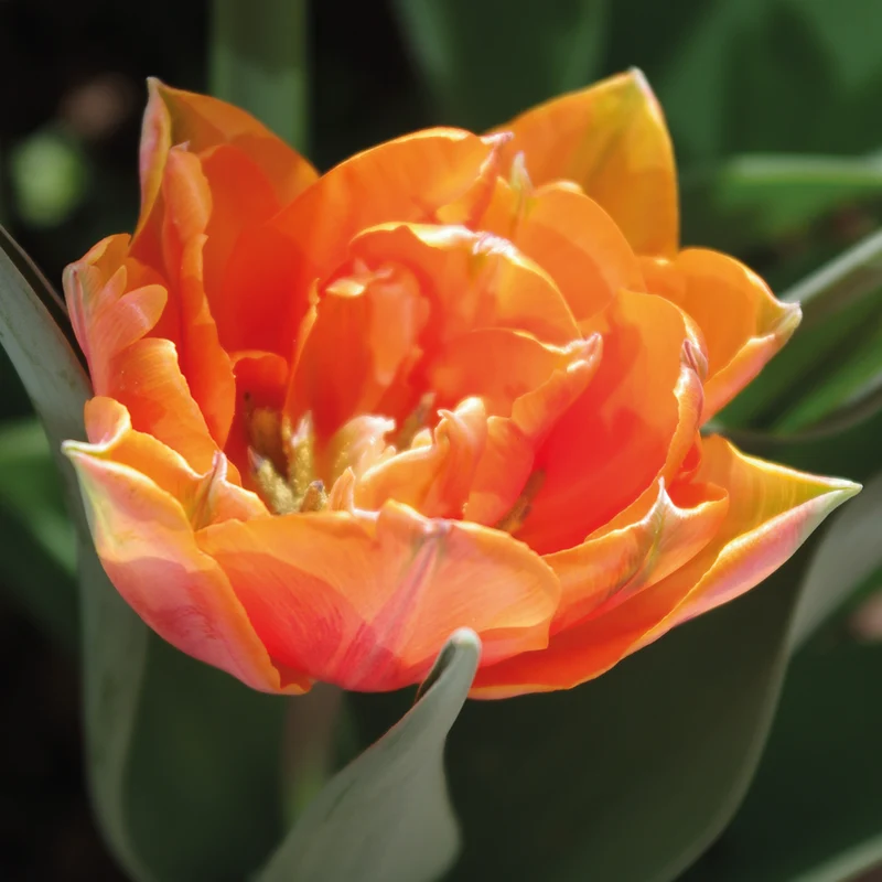 Tulipa 'Orange Princess' - Gefüllte späte Tulpe