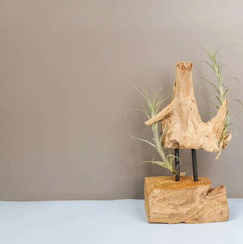 TILLANDSIA MACBRIDEANA
