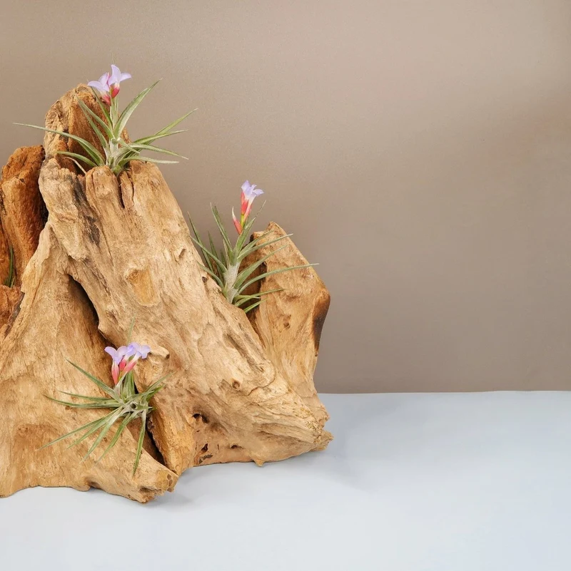 TILLANDSIA JONESII