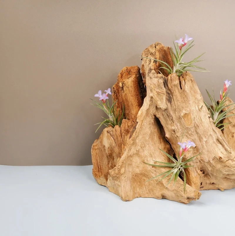 TILLANDSIA JONESII
