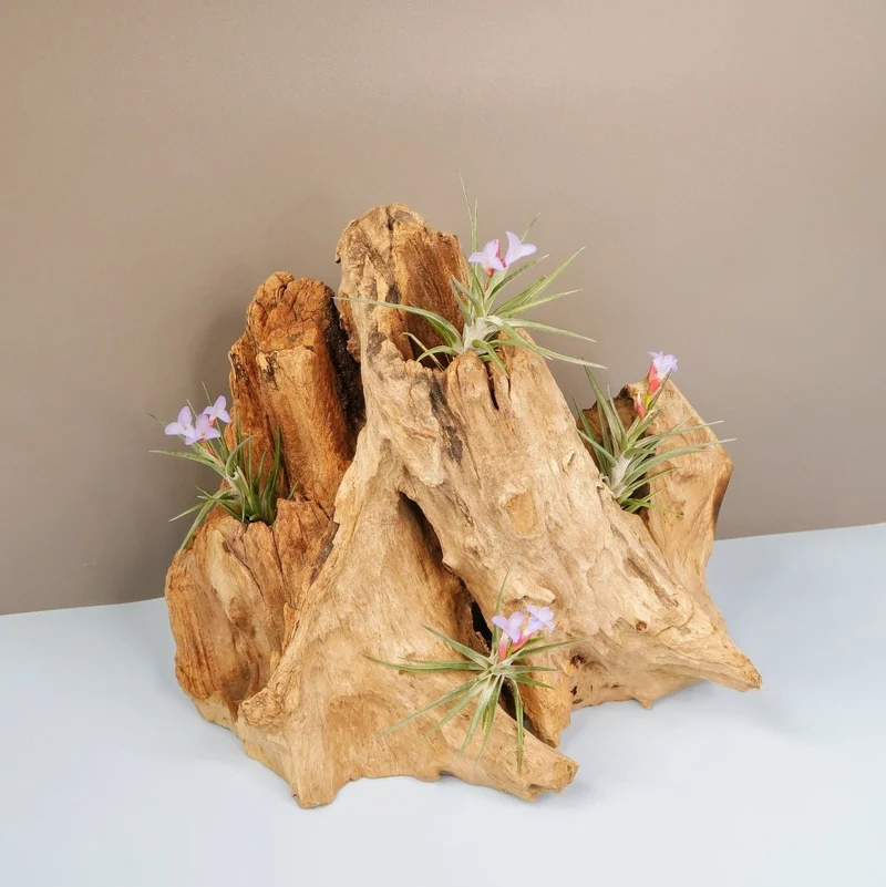 TILLANDSIA JONESII