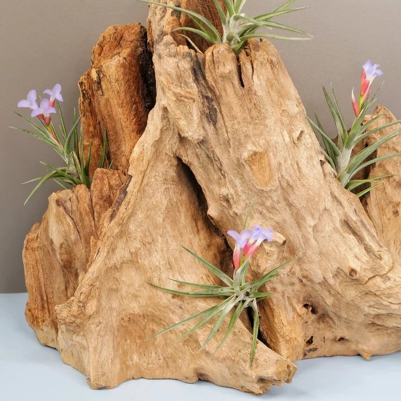TILLANDSIA JONESII